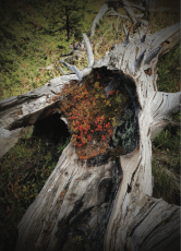 Écrin de verdure